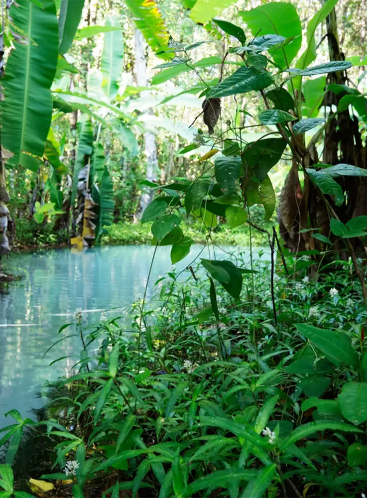 Un feuillage luxuriant d'un vert émeraude encadre une piscine turquoise sereine dans un cadre de jungle tropicale dense.