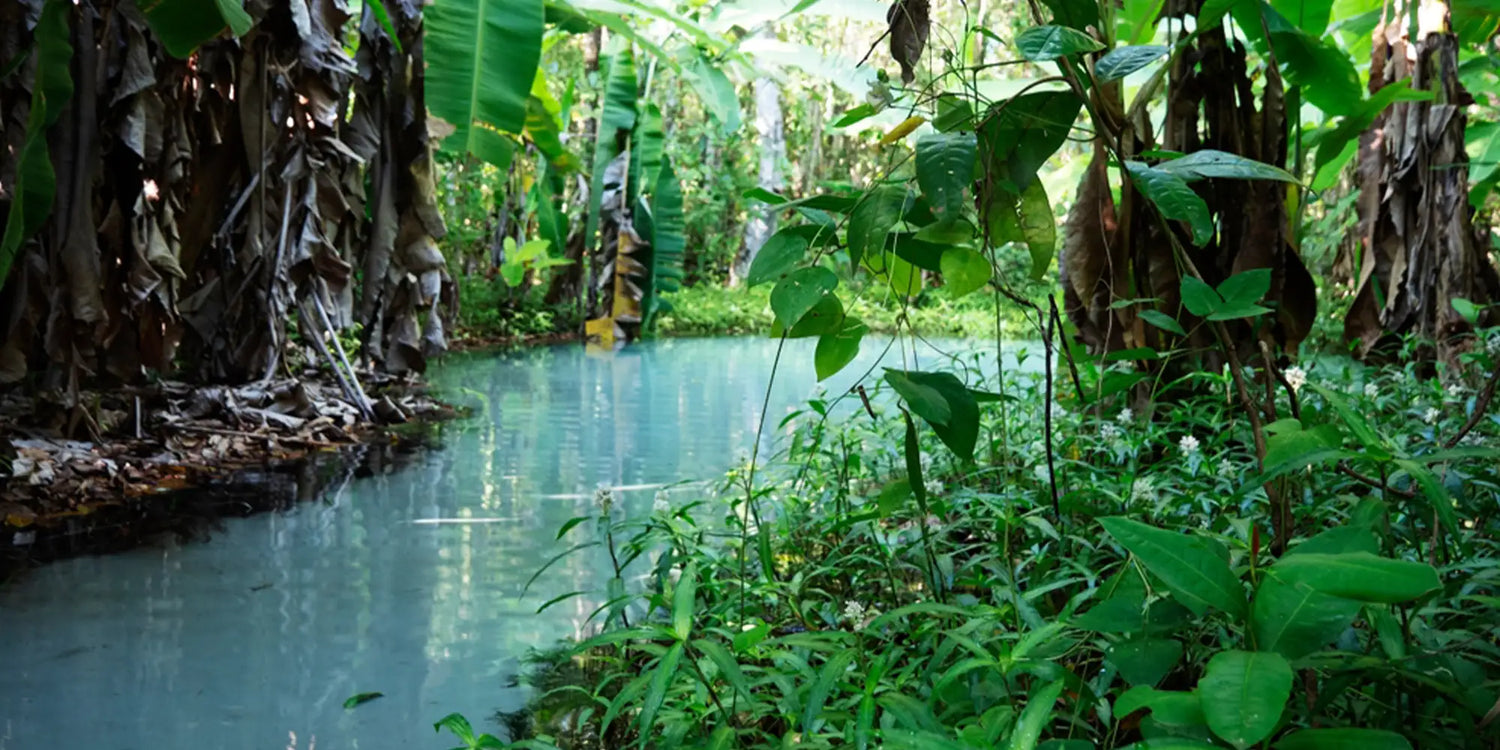 Une rivière turquoise sereine serpente à travers une jungle luxuriante et dense avec de grands bananiers et un feuillage vert vibrant.